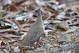 Partridge Pigeonborder=